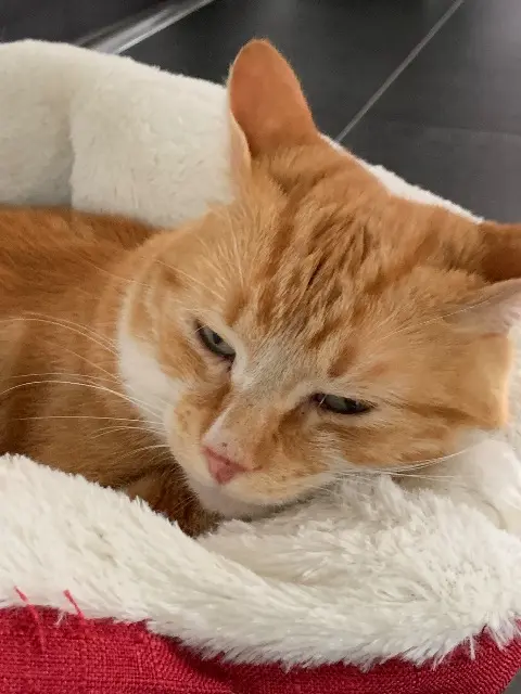 chat lost   64000 Pau Simba