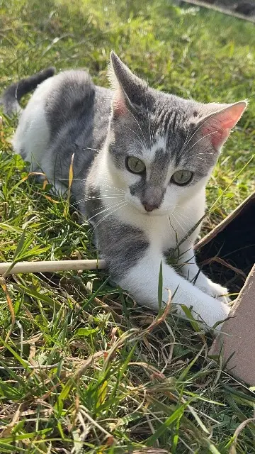 chat lost   64000 Pau Smoothie