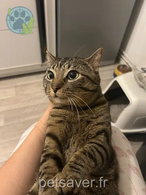 gato lost 64000 Pau Tigrou