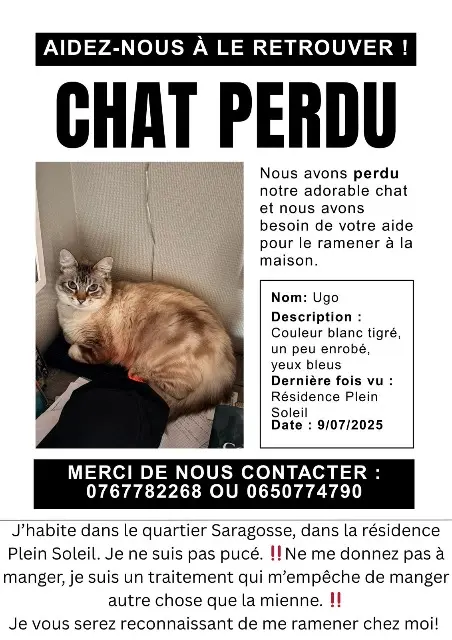 chat lost   64000 Pau Ugo