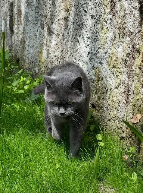 chat lost   64000 Pau Woody