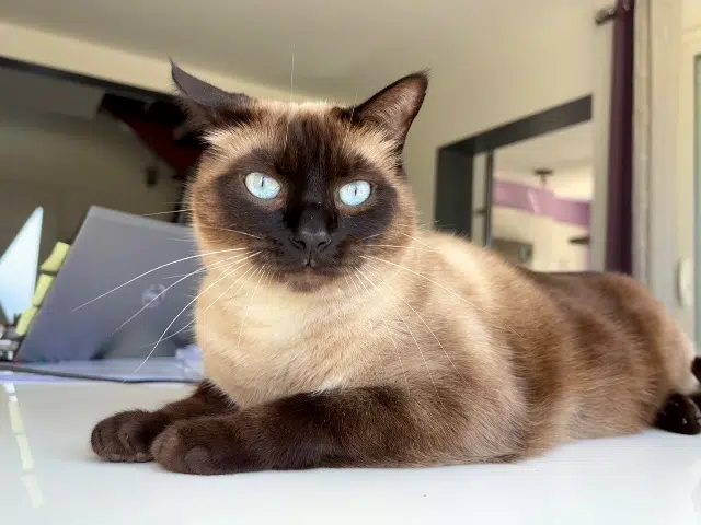 chat lost   64800 Bénéjacq Picasso