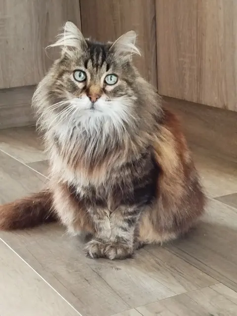 chat lost   64250 Cambo-les-Bains Pistache