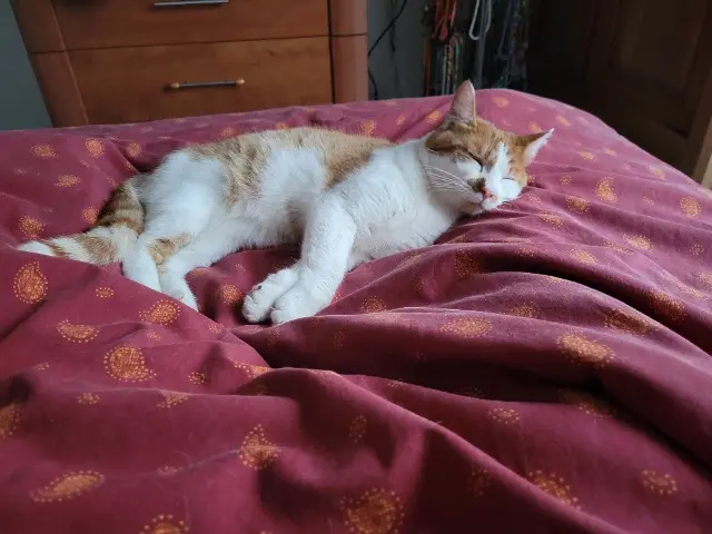 chat lost   64990 Urcuit Pumpkin