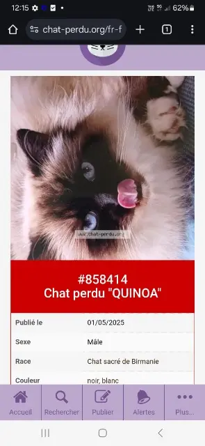 chat lost   64250 Cambo-les-Bains Quinoa
