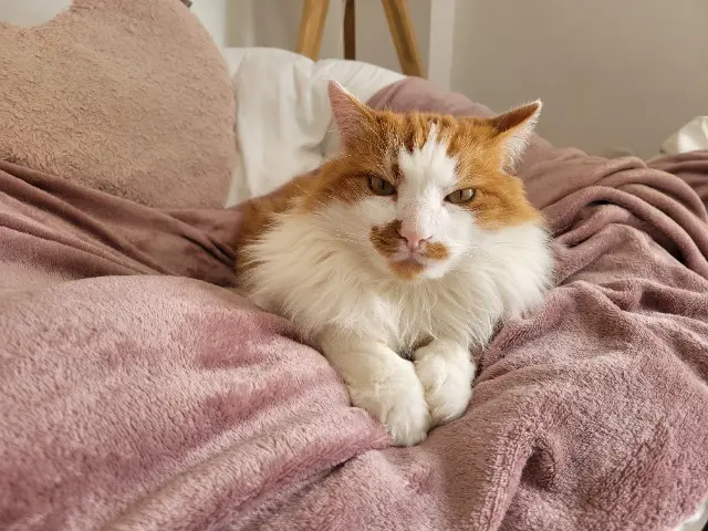 chat lost   64290 Gan Rio