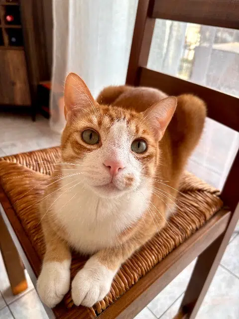 chat lost   64140 Lons Roméo