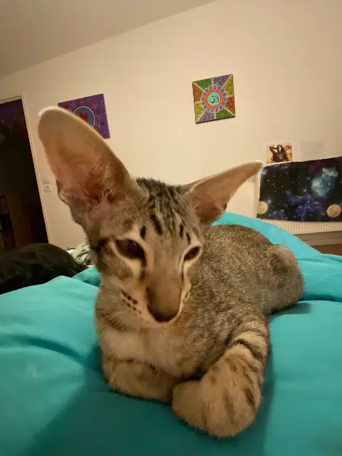 chat lost   64100 Bayonne Sabaï