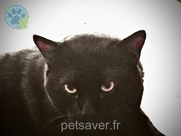 Chat Perdu 64 Pyrénées-Atlantiques - Sacha Chat Perdu 64 Pyrénées-Atlantiques - Sacha