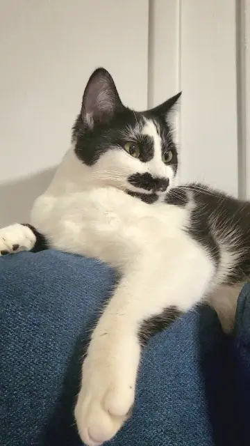 chat lost   64990 Villefranque Shazam