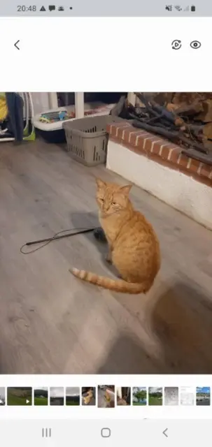 cat lost   64660 Asasp-Arros Simba