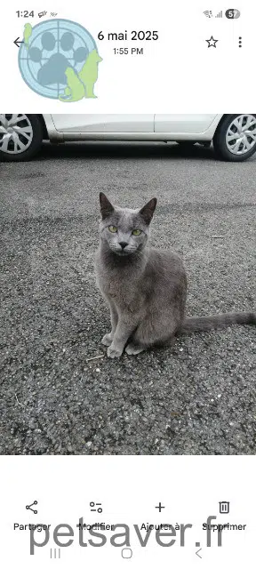 chat lost   64150 Mourenx Socrate