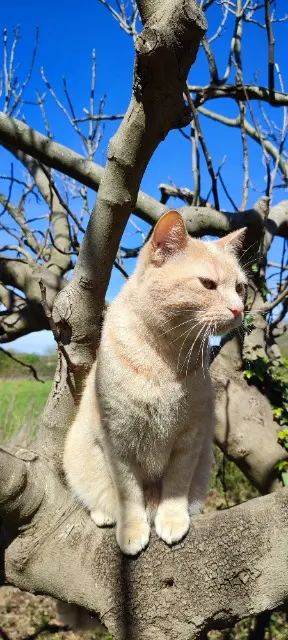 chat lost   64350 Simacourbe Sully