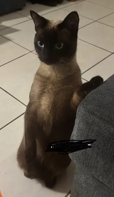 chat lost   64100 Bayonne sushi