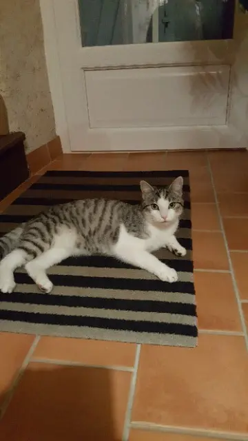 chat lost   64310 Sare Taiji