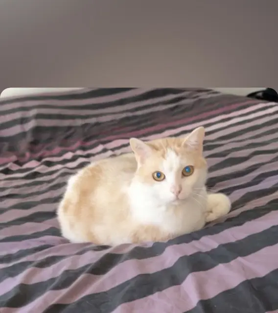 chat lost   64500 Saint-Jean-de-Luz Tchoupi