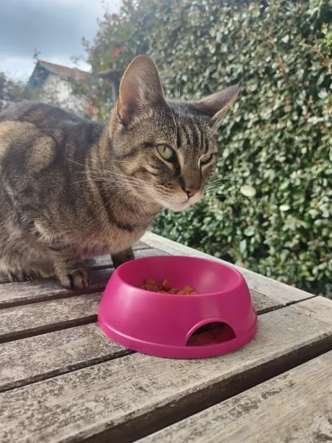 chat lost   64310 Saint-Pée-sur-Nivelle Tiho
