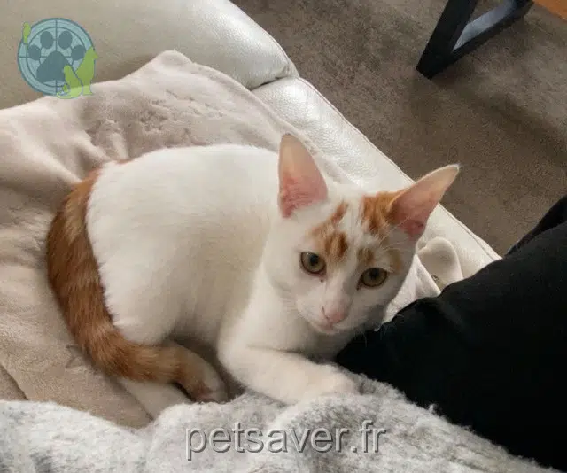 Kater lost   64990 Mouguerre Tinou