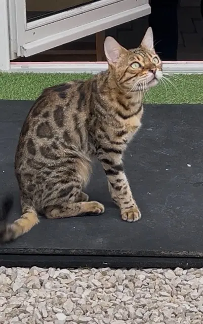 chat lost   64230 Lescar Titan