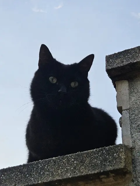 chat lost   64110 Jurançon Titi