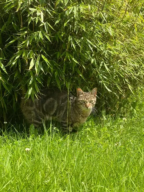 chat lost   64110 Gelos Tobby