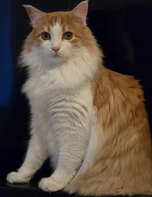 chat lost   64400 Oloron-Sainte-Marie Trognon