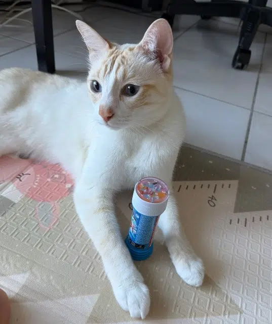 chat lost   64300 Orthez Tsangha