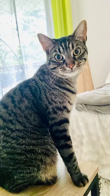 chat lost   64140 Lons Twix