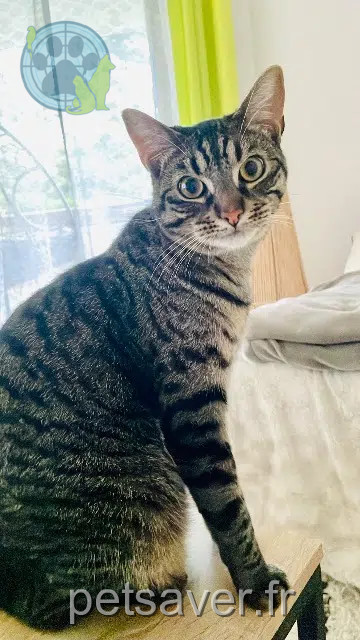 chat perdu 64140 Lons Twix chat lost 64140 Lons Twix
