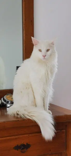 chat perdu 64121 Serres-Castet Twix chat lost 64121 Serres-Castet Twix