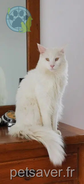gatto perso 64121 Serres-Castet Twix gatto lost 64121 Serres-Castet Twix