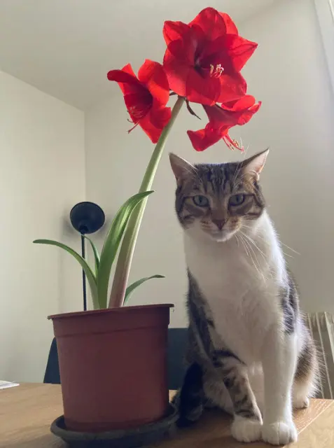 chat lost   64100 Bayonne TXISTO