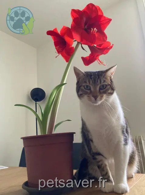 gato perdido 64100 Bayonne TXISTO gato lost 64100 Bayonne TXISTO