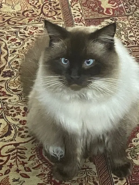 chat lost   64260 Arudy TYBER