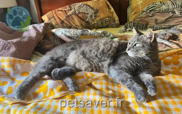 chat lost   64230 Lescar Tyr