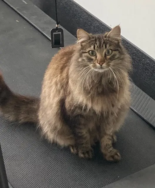 chat lost   64400 Agnos Ulysse