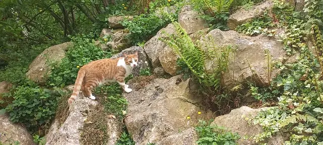 chat lost   64300 Loubieng Vicomte