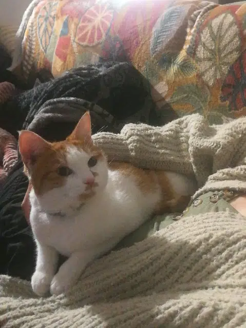 chat lost   64240 Hasparren Vinny