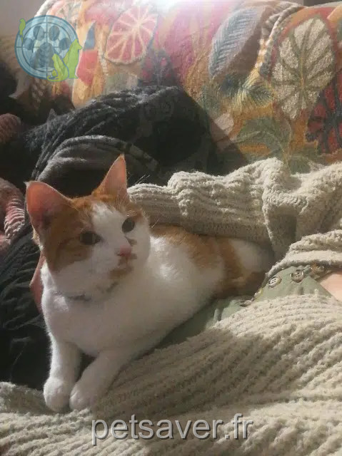 cat lost 64240 Hasparren Vinny cat lost 64240 Hasparren Vinny