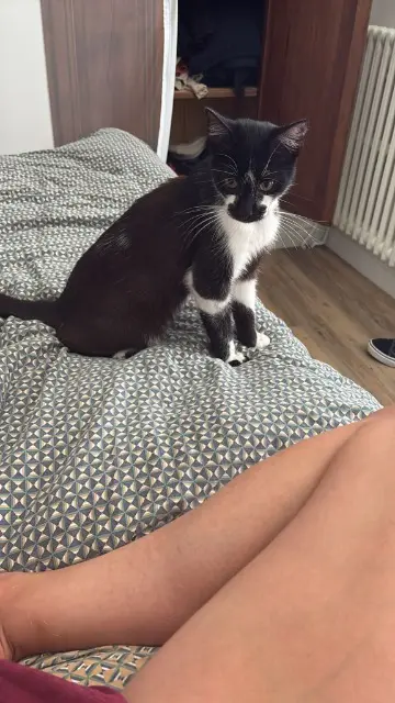 chat lost   64100 Bayonne Voyou