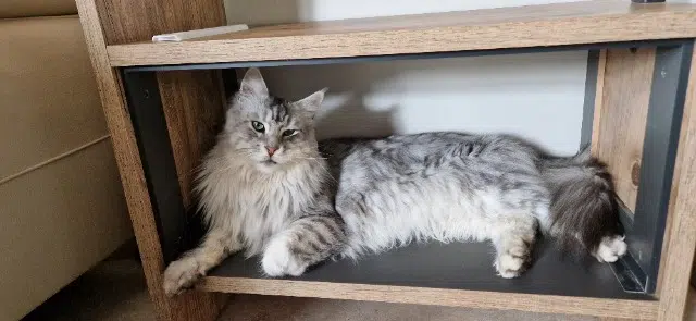 kater vermist 64310 Saint-Pée-sur-Nivelle Yoda kater lost 64310 Saint-Pée-sur-Nivelle Yoda