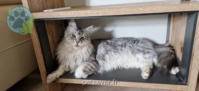 Kater vermisst 64310 Saint-Pée-sur-Nivelle Yoda Kater lost 64310 Saint-Pée-sur-Nivelle Yoda