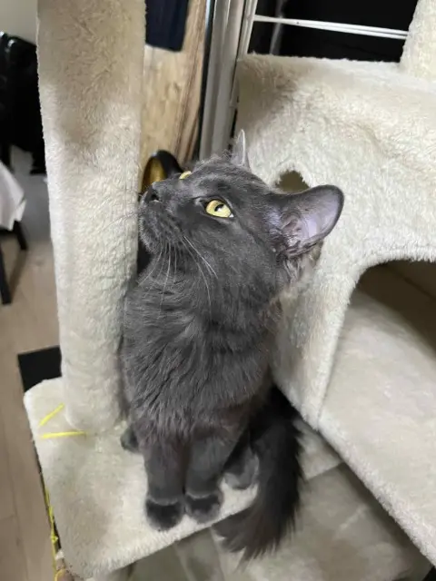 chat lost   64121 Serres-Castet Yoda