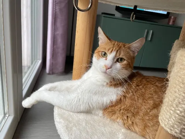 chat lost   64230 Sauvagnon Yuzu