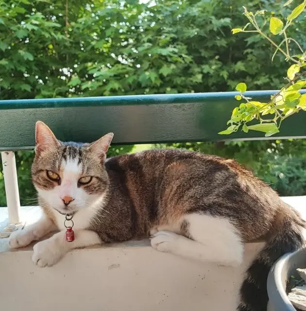 chat lost   64200 Biarritz Zed