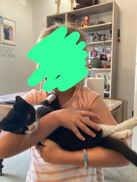 chat lost   65200 Loucrup Aldo