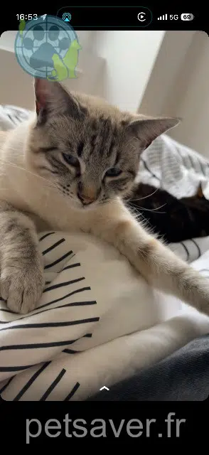 chat lost   65100 Adé Aïko