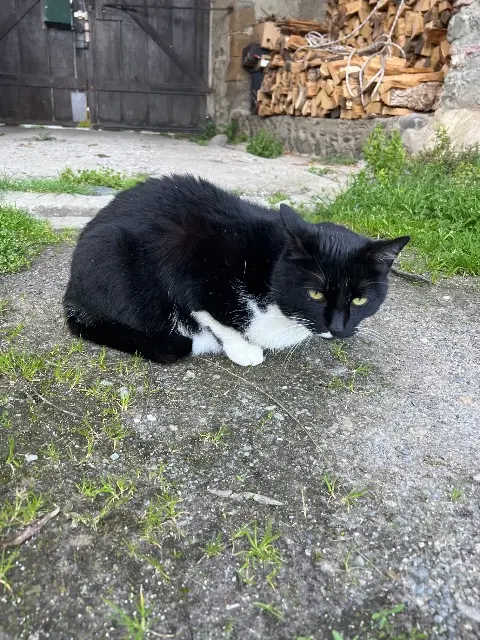 chat lost   65000 Tarbes Chaussette