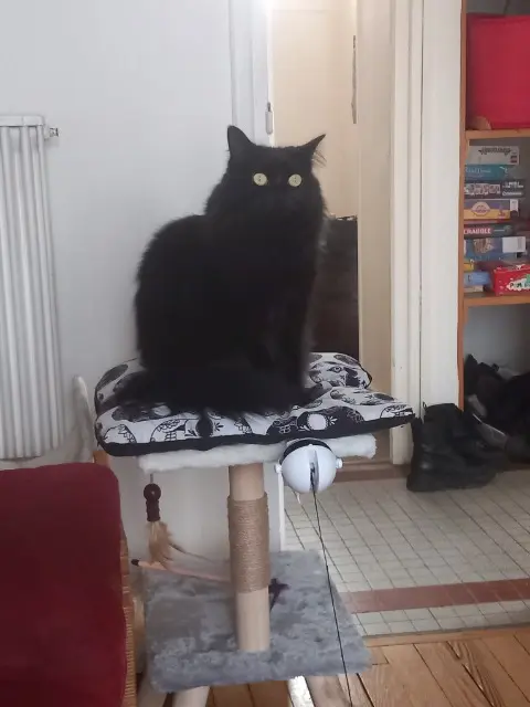 chat lost   65330 Galan Chausson