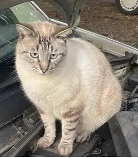kater vermist 65190 Tournay Croquette kater lost 65190 Tournay Croquette